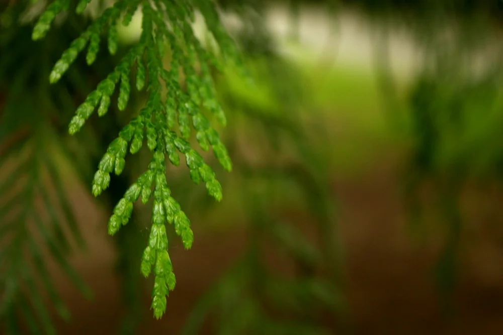  Redcedar's scale-like leaves. 