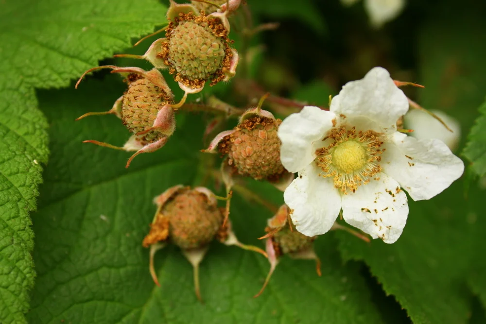  Thimbleberry (Rubus parvilorus) 