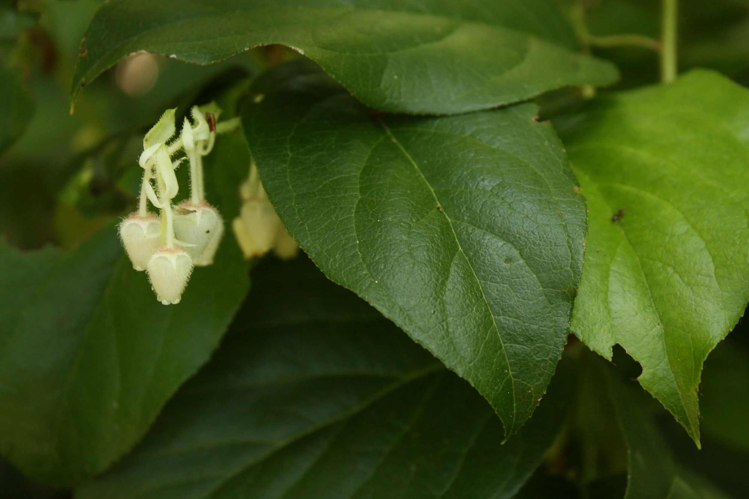  Speaking of salal (Gaultheria shallon), here are the leaves and flowers of that plant. Native folks ate the berries fresh and dried, often formed into cakes. 