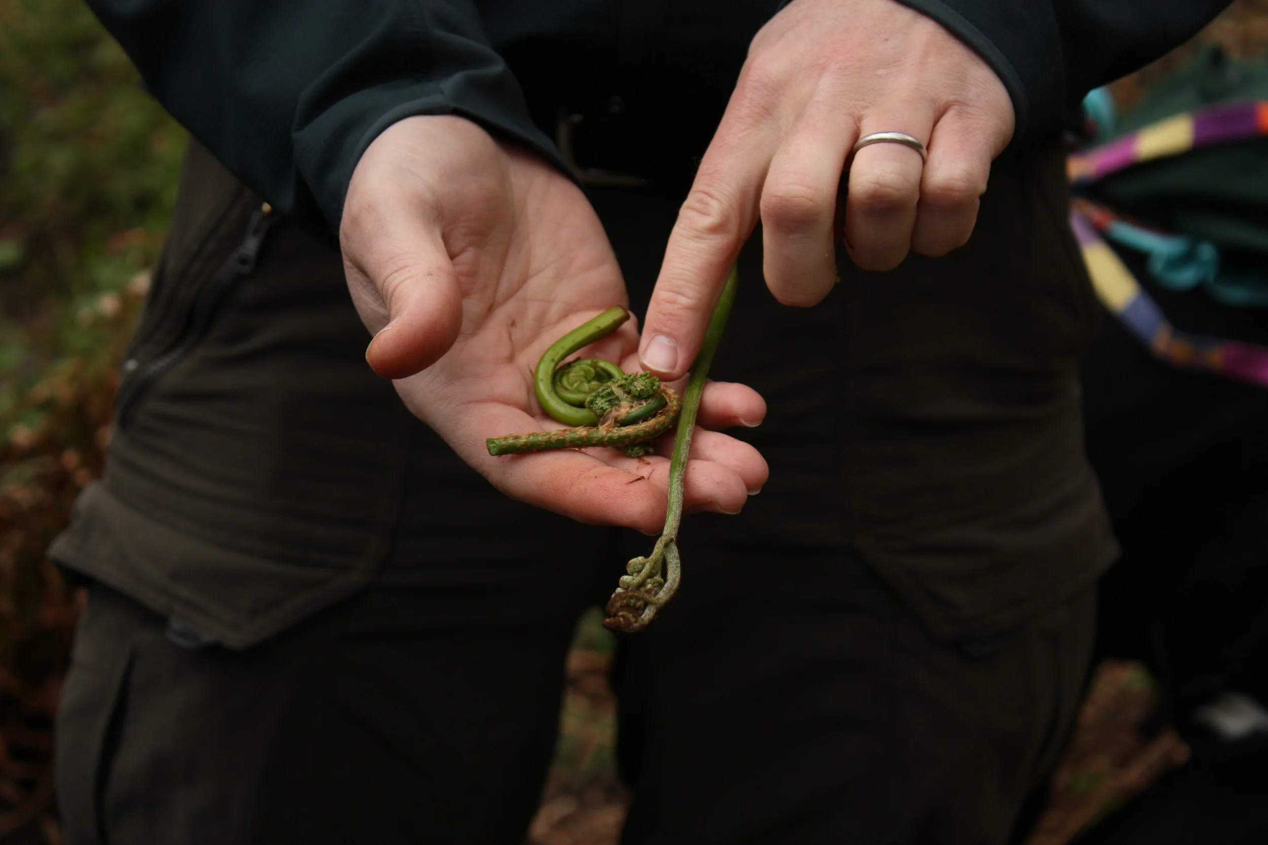 Langdon Cook Foraging Walk