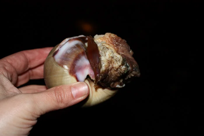  This thing is a Moon Snail. It is rather horrifying. First of all, when that brain-looking part to the right is fully out, it is about 1.5 times the size of the shell. It's like the shell is a TARDIS or something. And it's even more brain-like when 