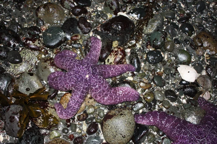  As mentioned, most of the sea stars were this color.   I somehow got a bee in my bonnet to be worried that people were going to step on them. I kept nervously hovering near the sea stars, waving my flashlight over them until the group of folks also 