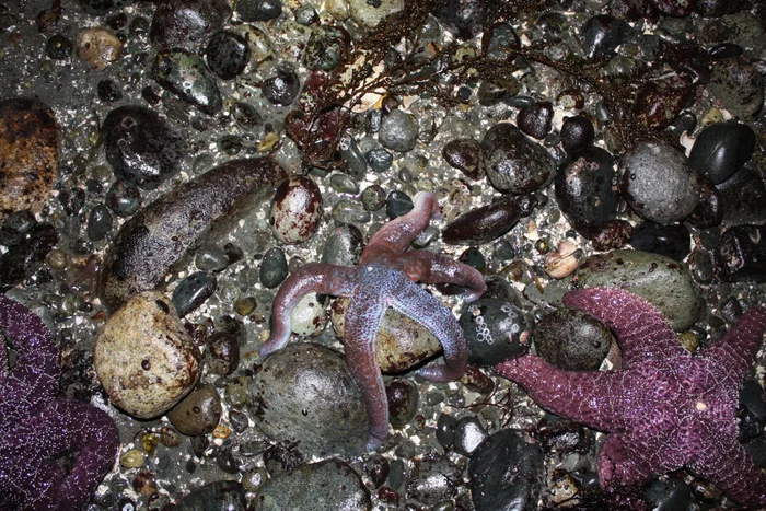  We also saw several of these Mottled Sea Stars (Evasterias troschelli).  Not pictured but also seen were many red rock crabs, piddocks (bivalve mollusks that energetically squirt water out when they retreat into their shells), little green shrimp, a