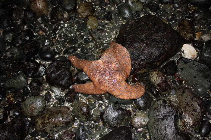  We saw about a zillion of these Ochre Sea Stars (Pisaster ochraceus), although most were purple like the one in the next shot, not pale salmon like this one. I really should have put my foot in the photo for some scale, but since I didn't, you'll ha