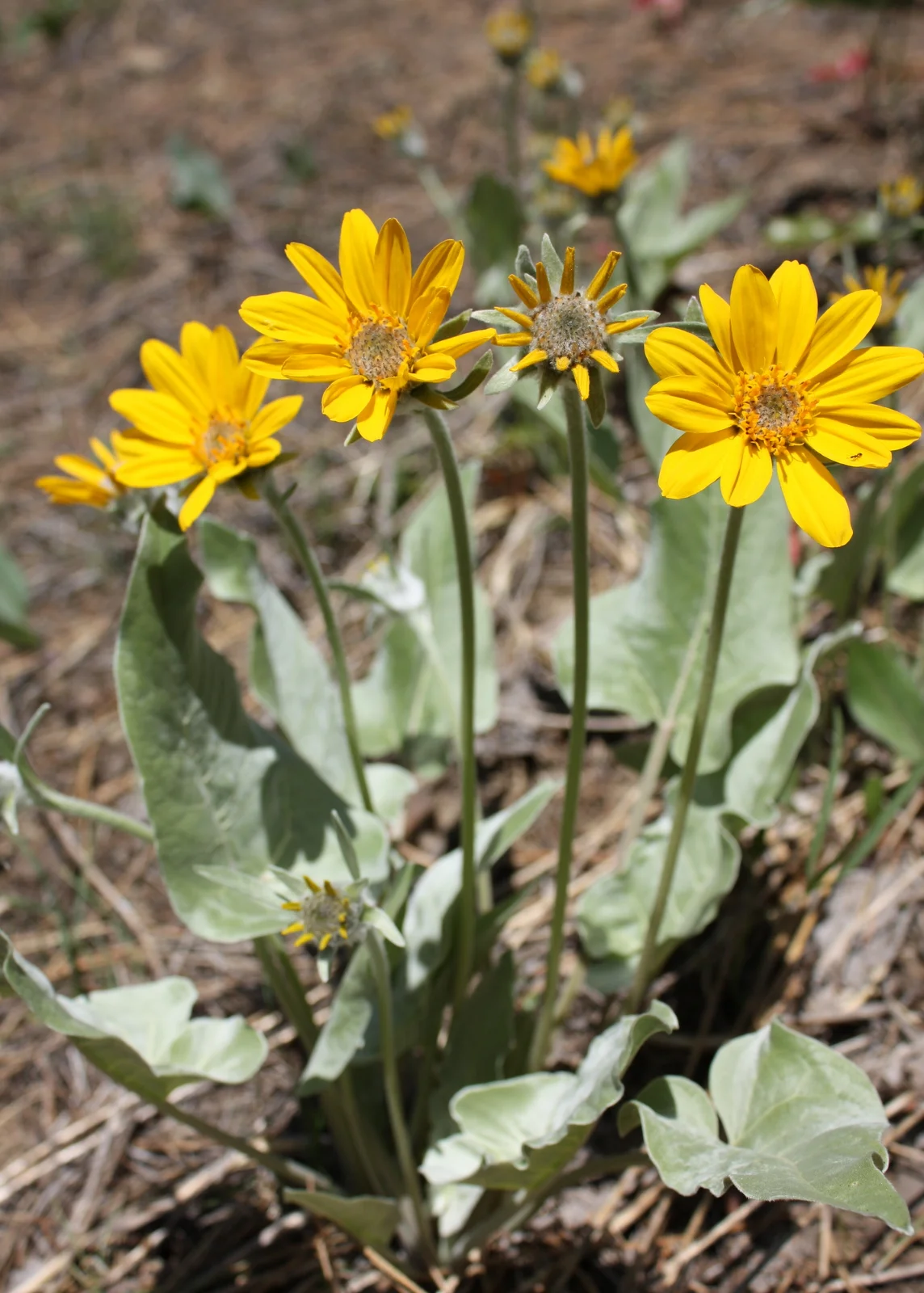  Believe this is Arrowleaf Balsamroot (Balsamorhiza sagittata - Asteraceae family). Per the Forest Service: "Nearly all parts of this plant were used as food by various Native American groups. The roots may be baked or steamed and eaten, as well as t