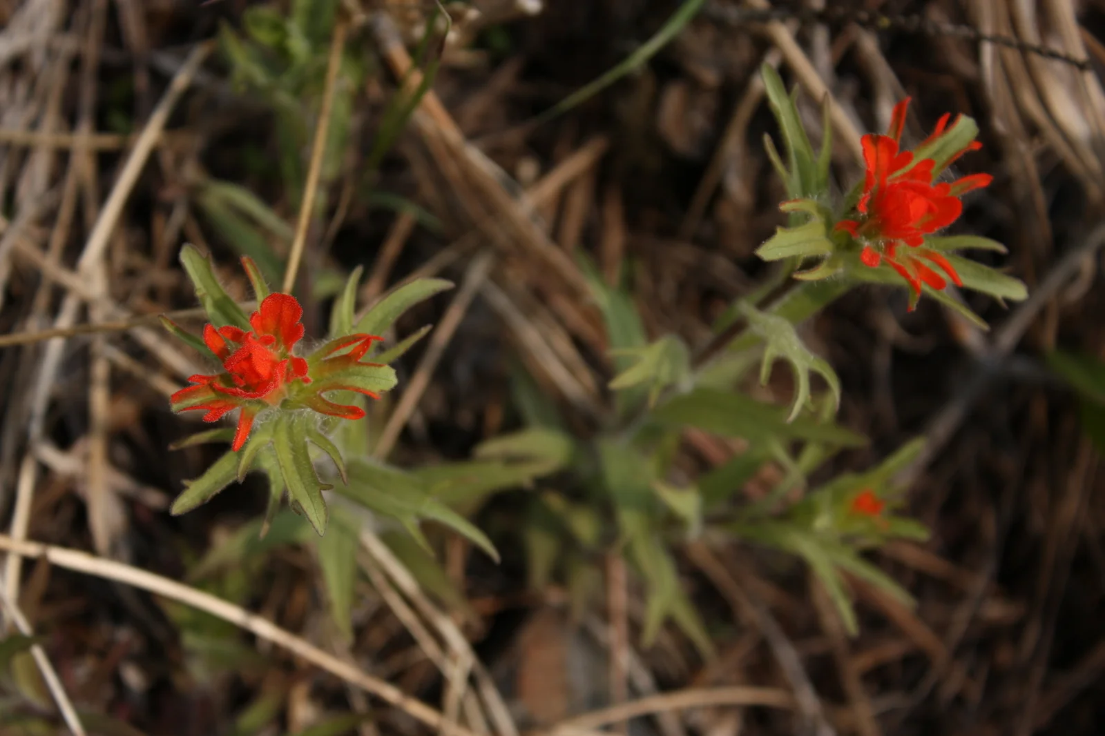 Paintbrush (Castilleja - Scrophulariaceae), not sure if miniata (common red) or hispida (harsh) but leaning towards miniata. 
