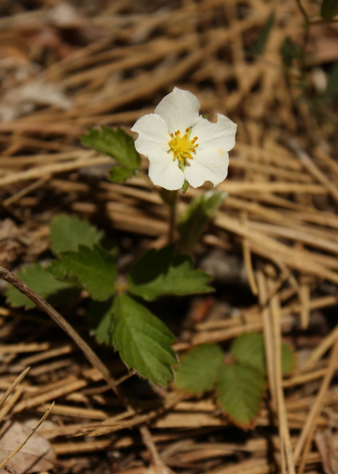  I believe this is a woodland strawberry (Fragaria vesca - Rosaceae). 
