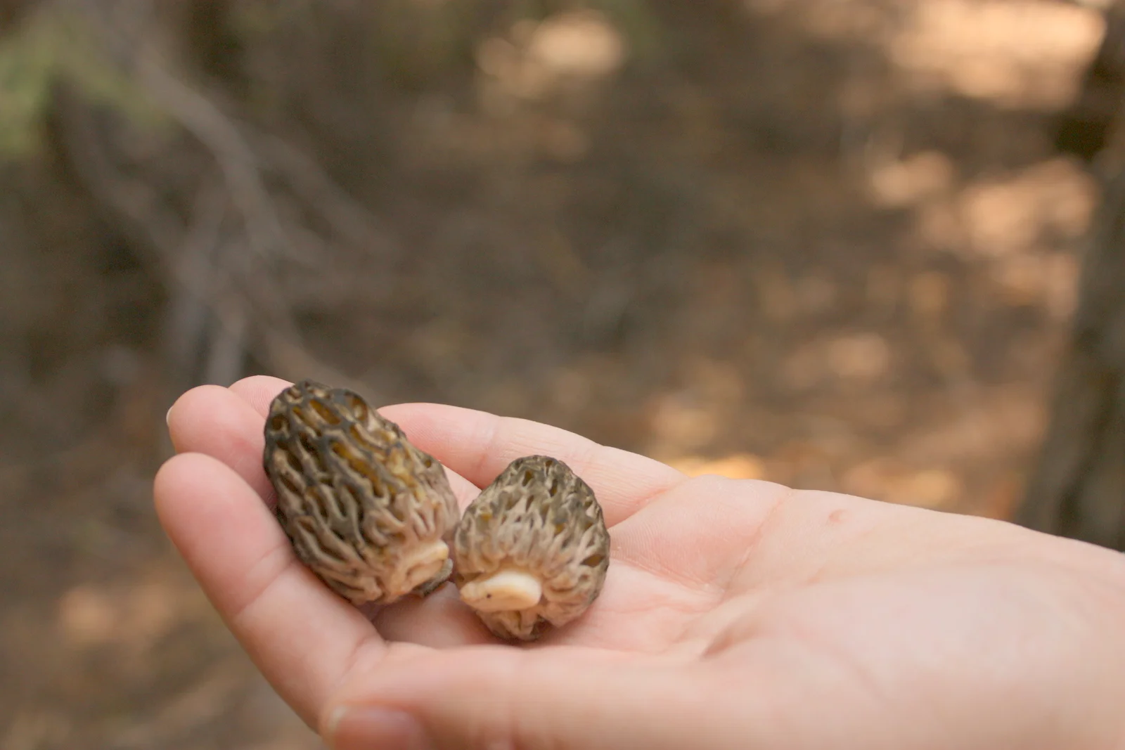 Morel Hunting 2012