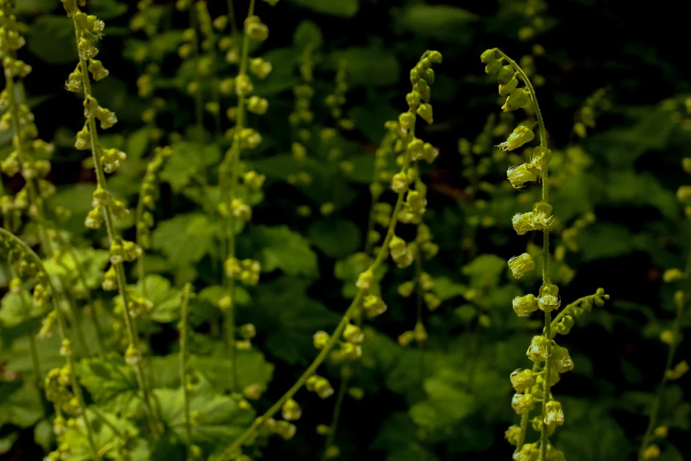 Discovery Park Wildflower Walk