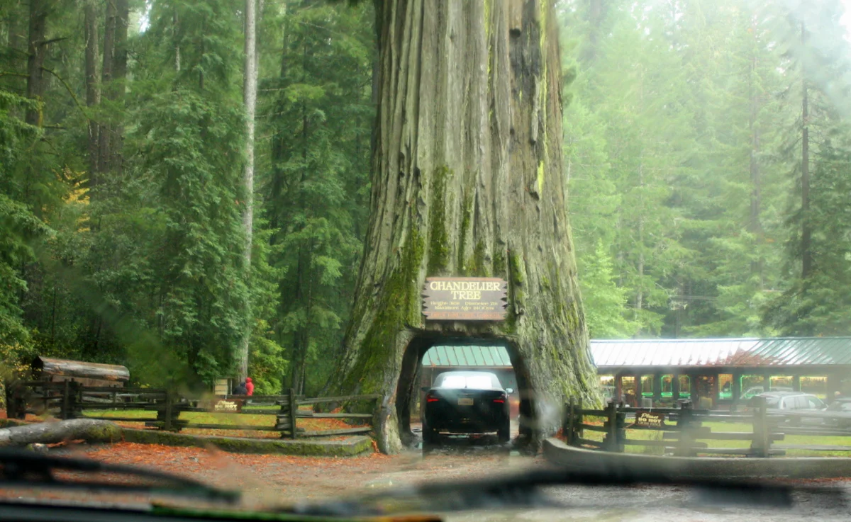  The next day, we headed south, with a short detour through the drive-through tree. 