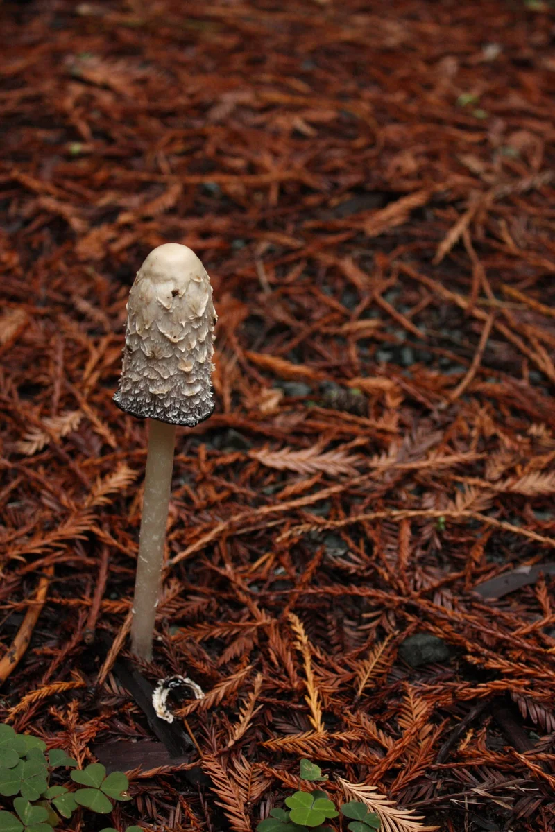  Heather spotted this mushroom, I believe it's a shaggy mane aka "lawyer's wig." (Coprinus comatus) 
