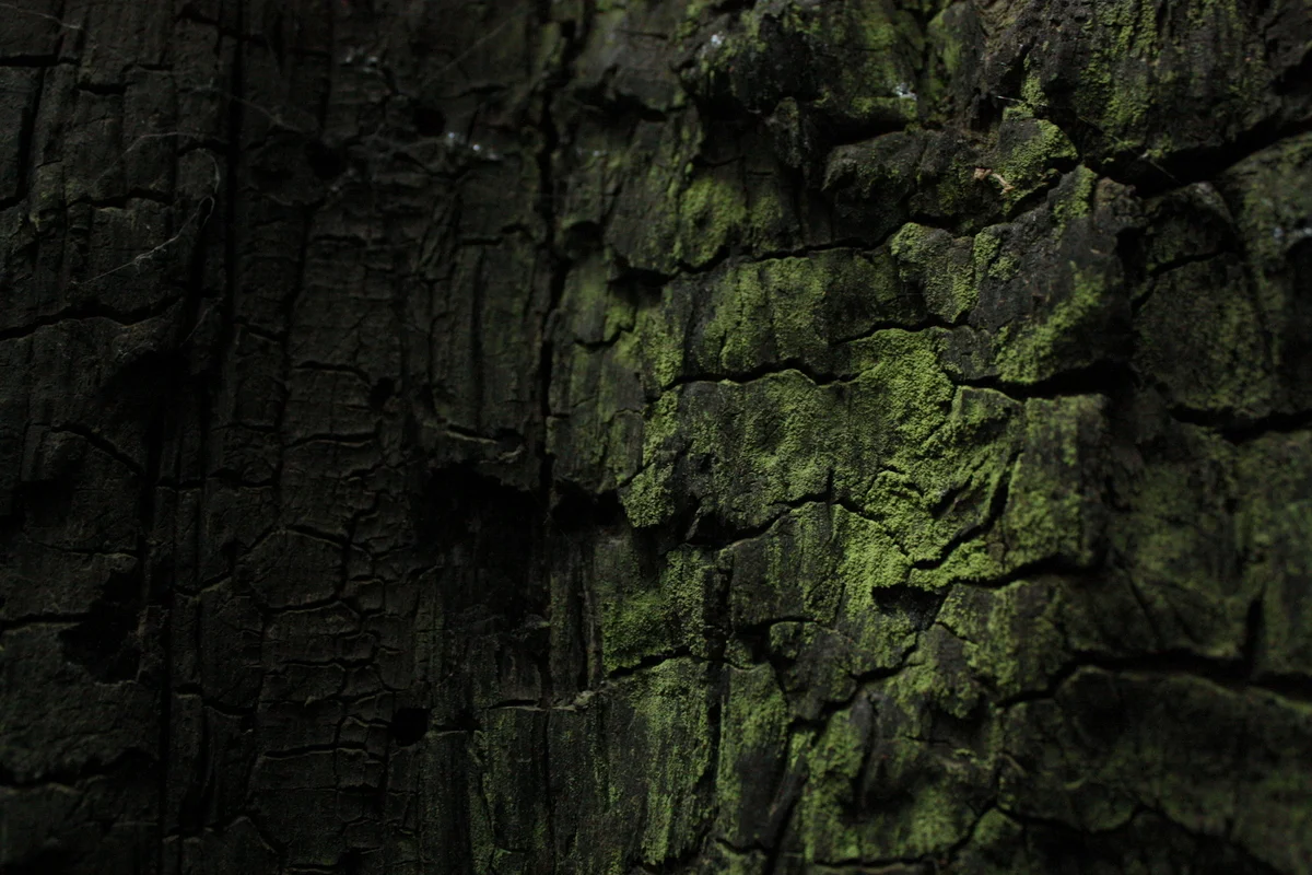 Lichen on burnt tree.JPG