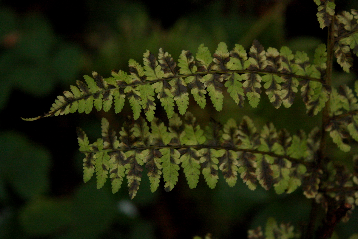  Lotsa ferns around, too. 