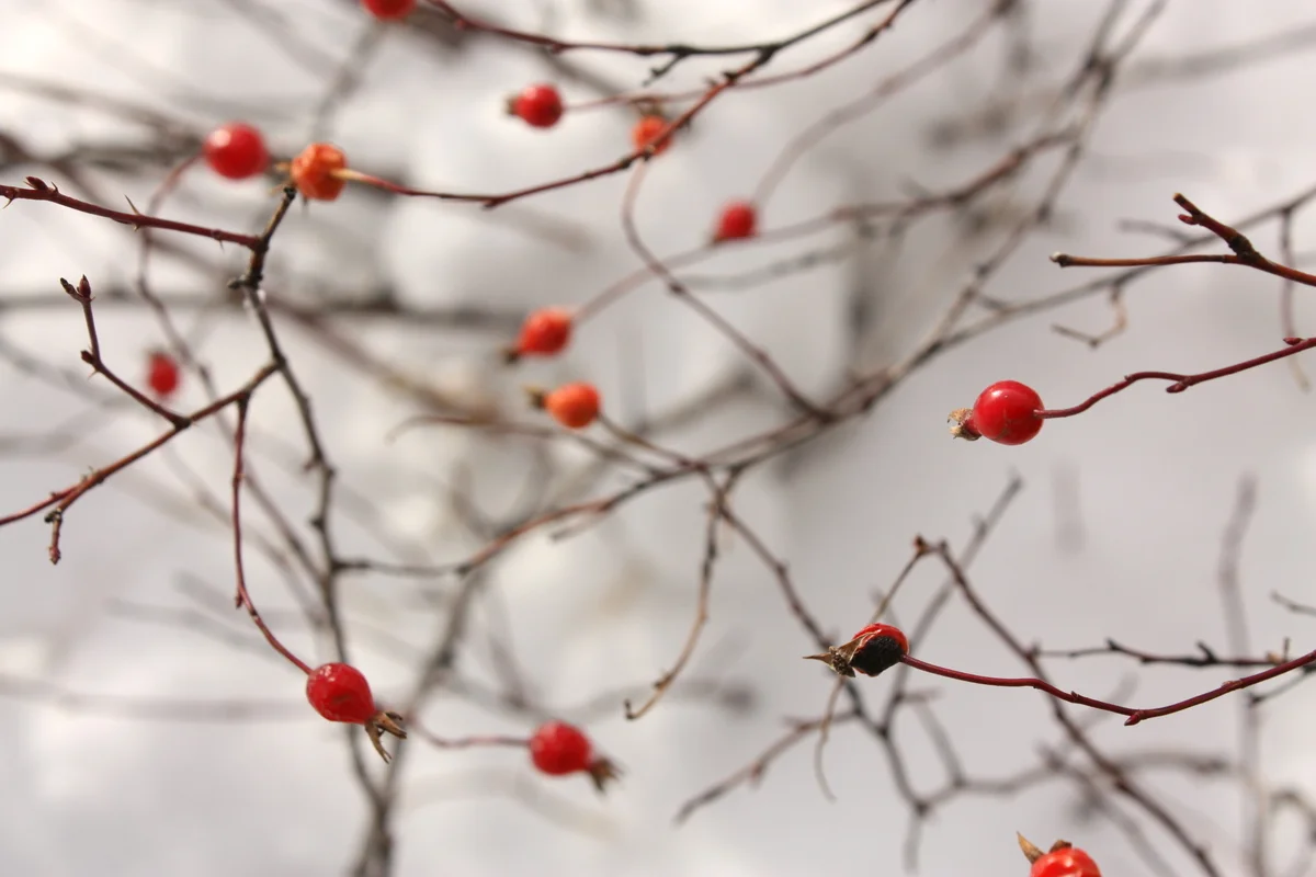  Rose hips by the water 