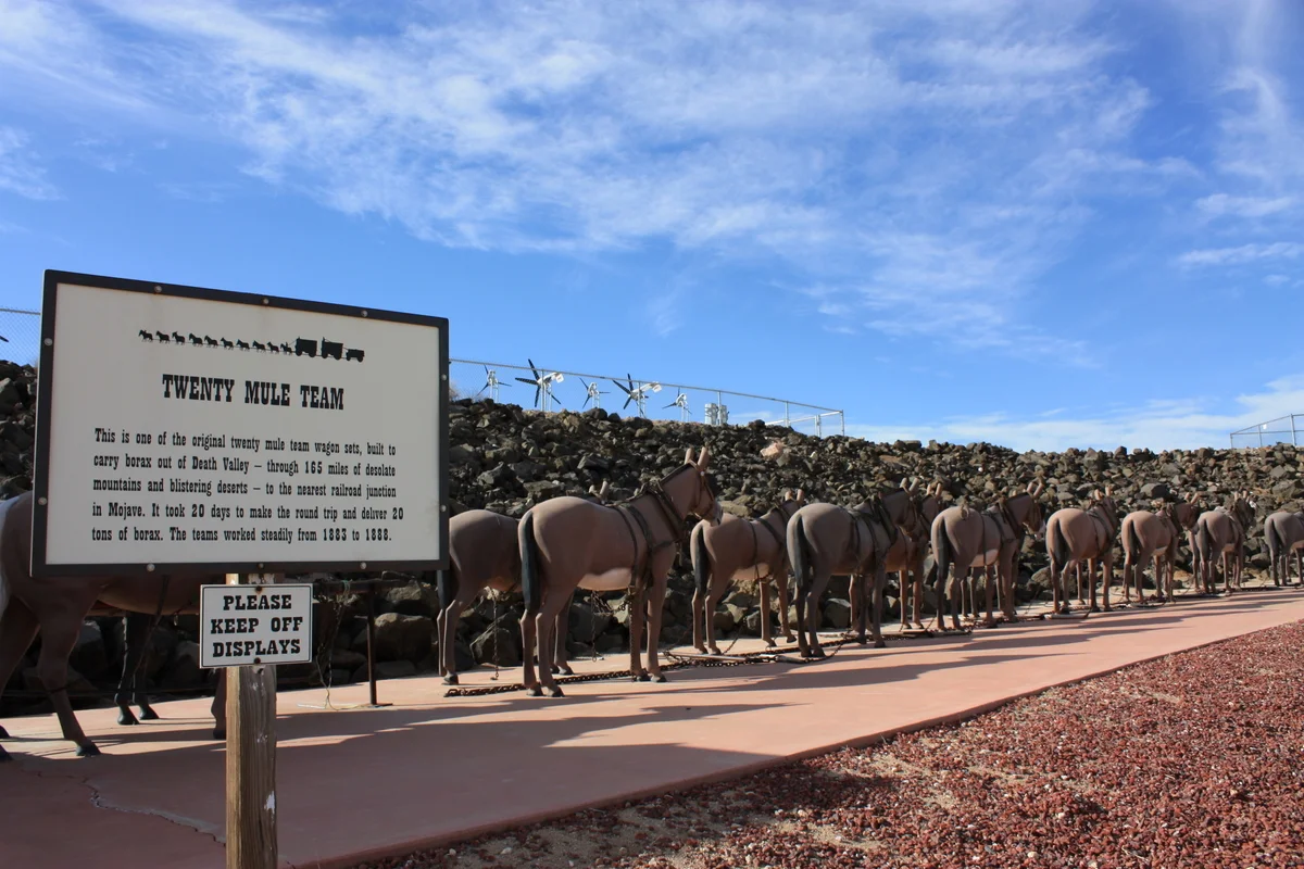  We continued on towards Phoenix, but could not resist a stop in Boron at the Borax Visitors Center. Here's their plaster cast of the original twenty mule team that used to haul borax out of Death Valley. The team was described thusly in 1892, "The m