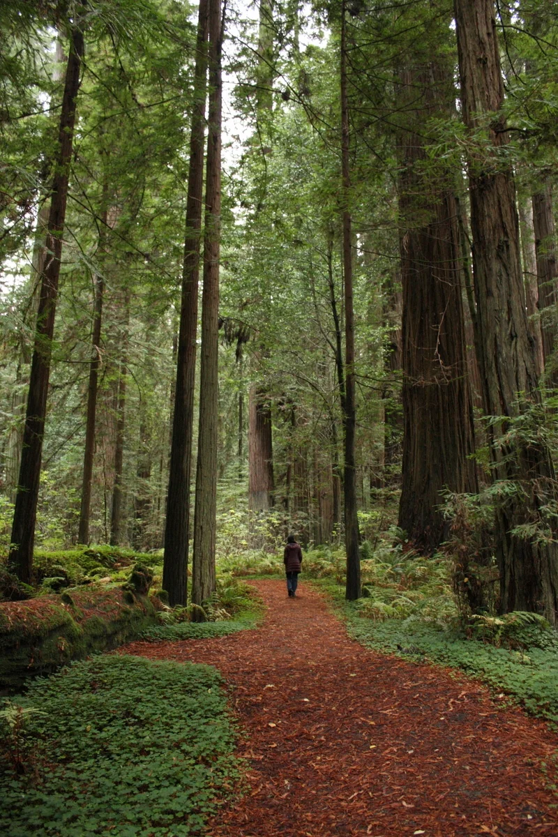  We took a hike on the Drury-Chaney Trail. It's an easy trail - flat and a couple miles. 