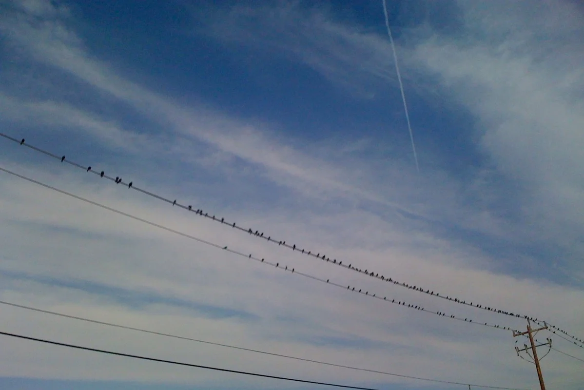  I was up early (well, early for this trip) the next day for a jog through the least scenic part of a not particularly scenic city. Birds on a wire. Based on their activity and fearlessness, it appears the starling mafia runs Bakersfield. 
