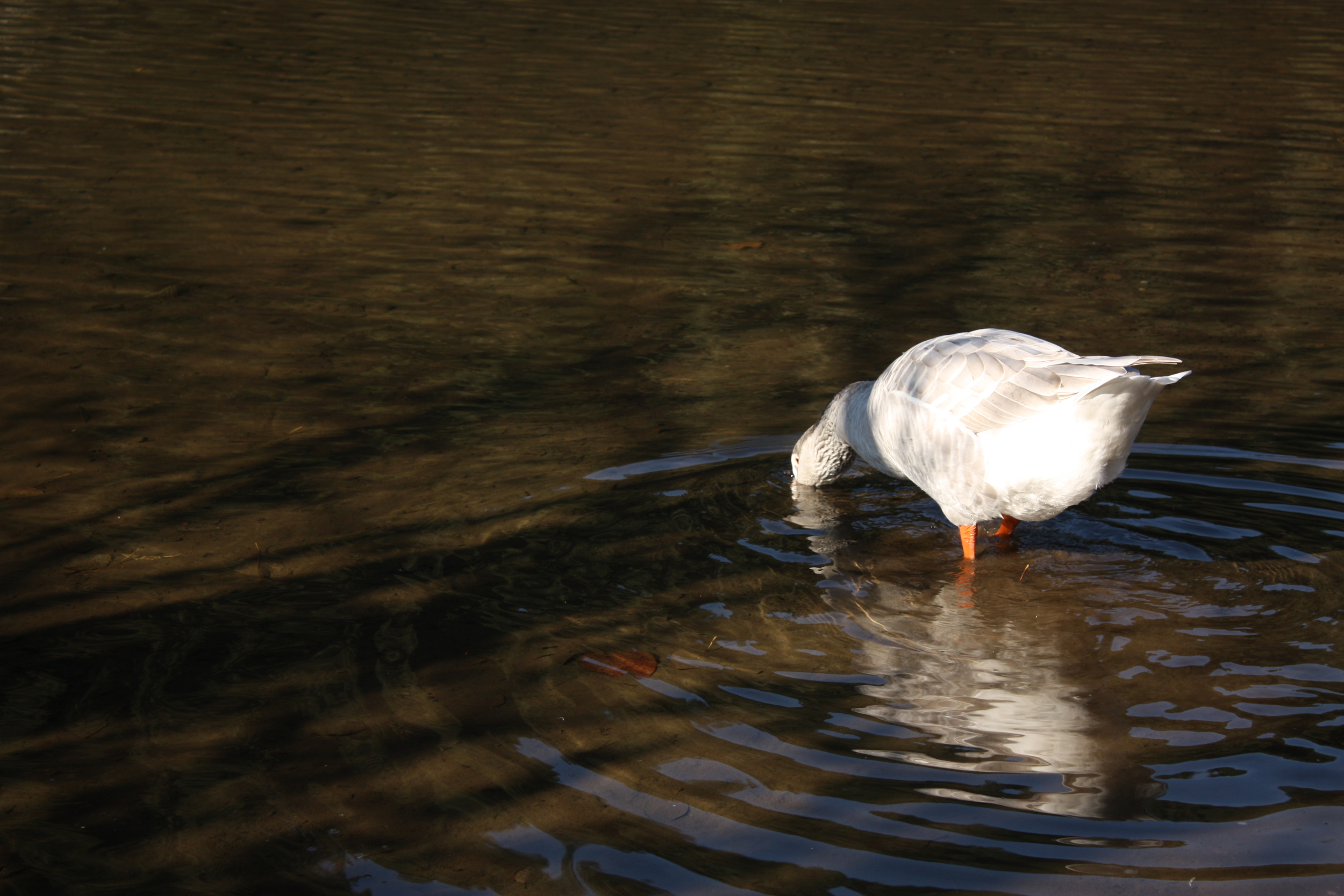  Rest stop goose. 