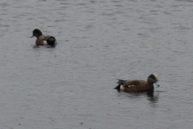  American wigeon 