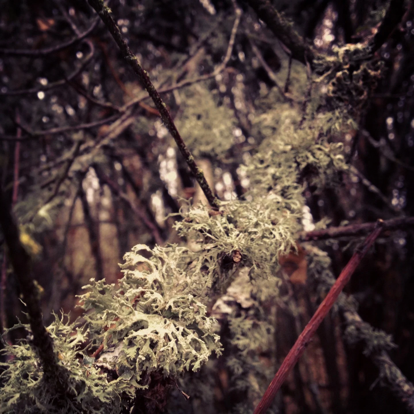 American wigeon-014.JPG