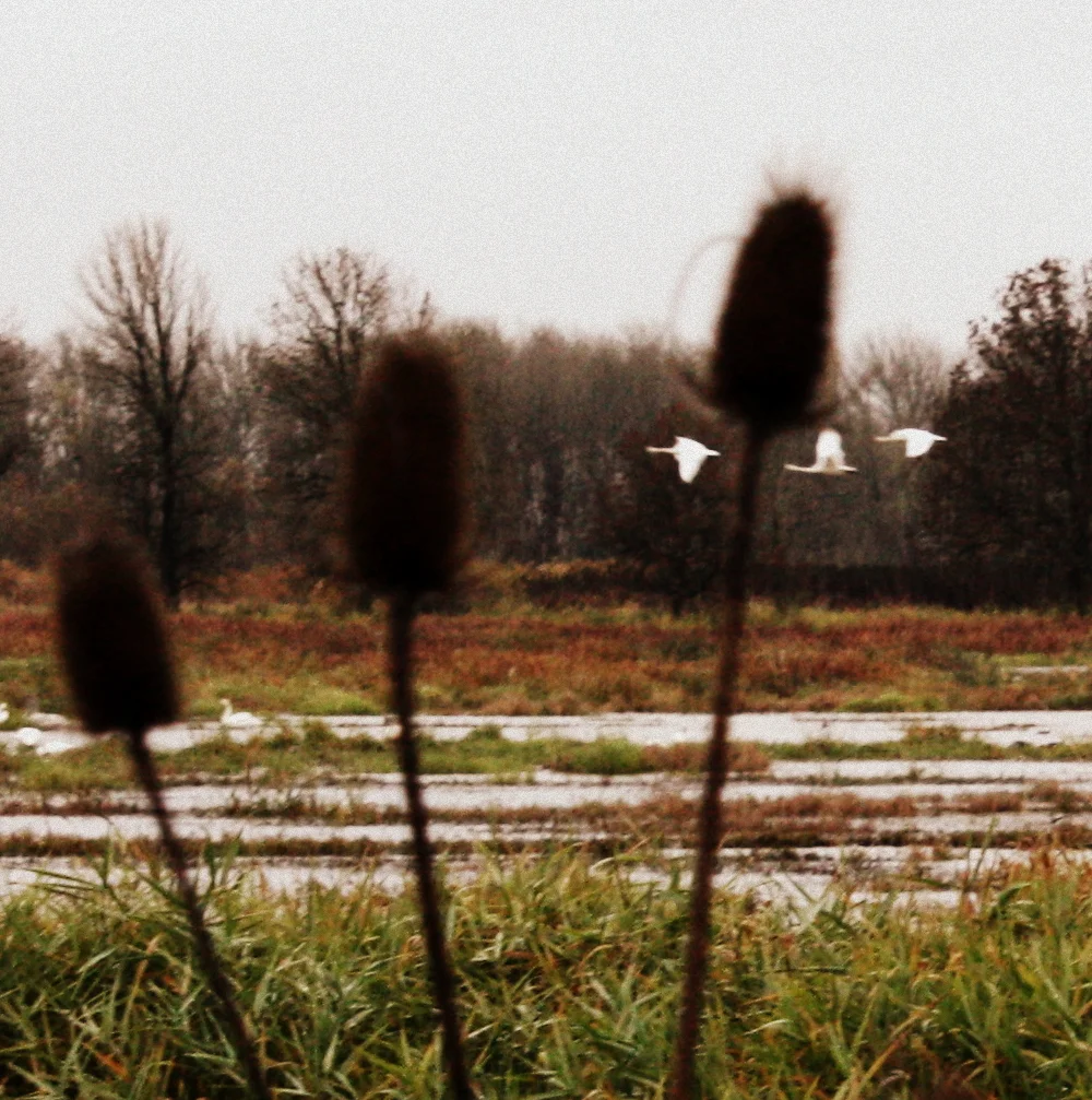  swans seen through some teasel 