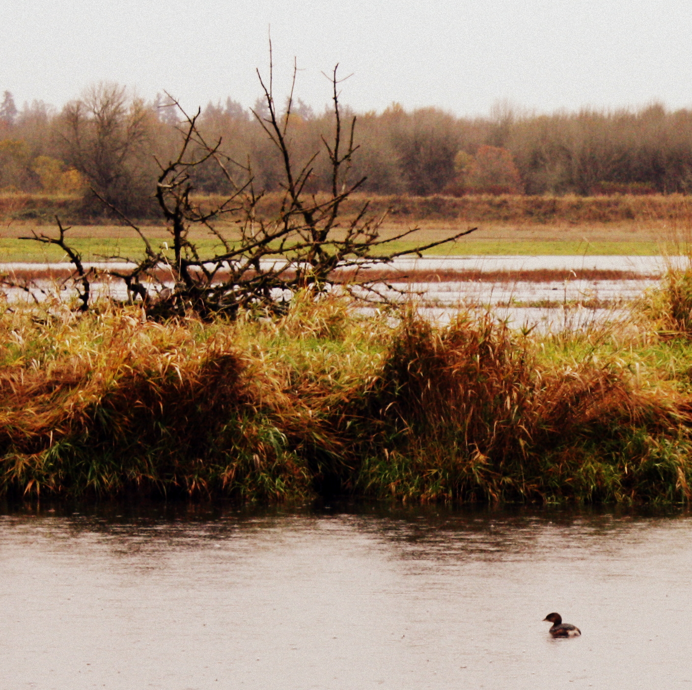  I think this is a pied-billed grebe maybe. 