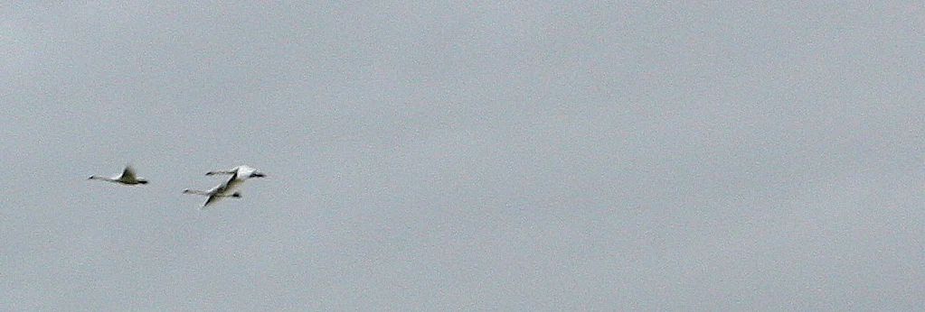 More swans in flight 