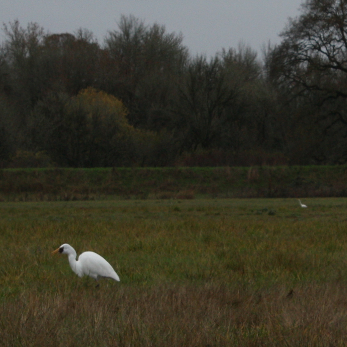 American wigeon-007.JPG
