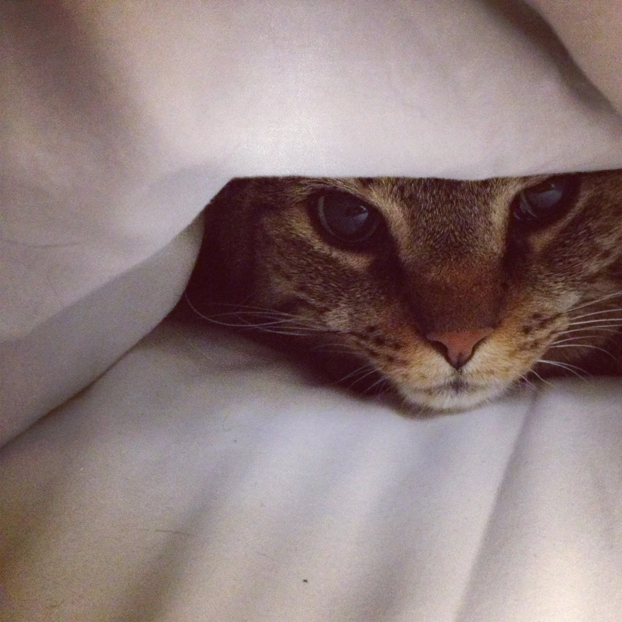  Hiding in the sheets is a coping mechanism 