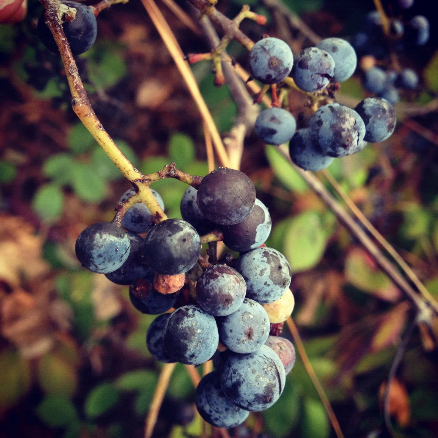  At this park, I started seeing a lot of what I believe are wild grapes. 