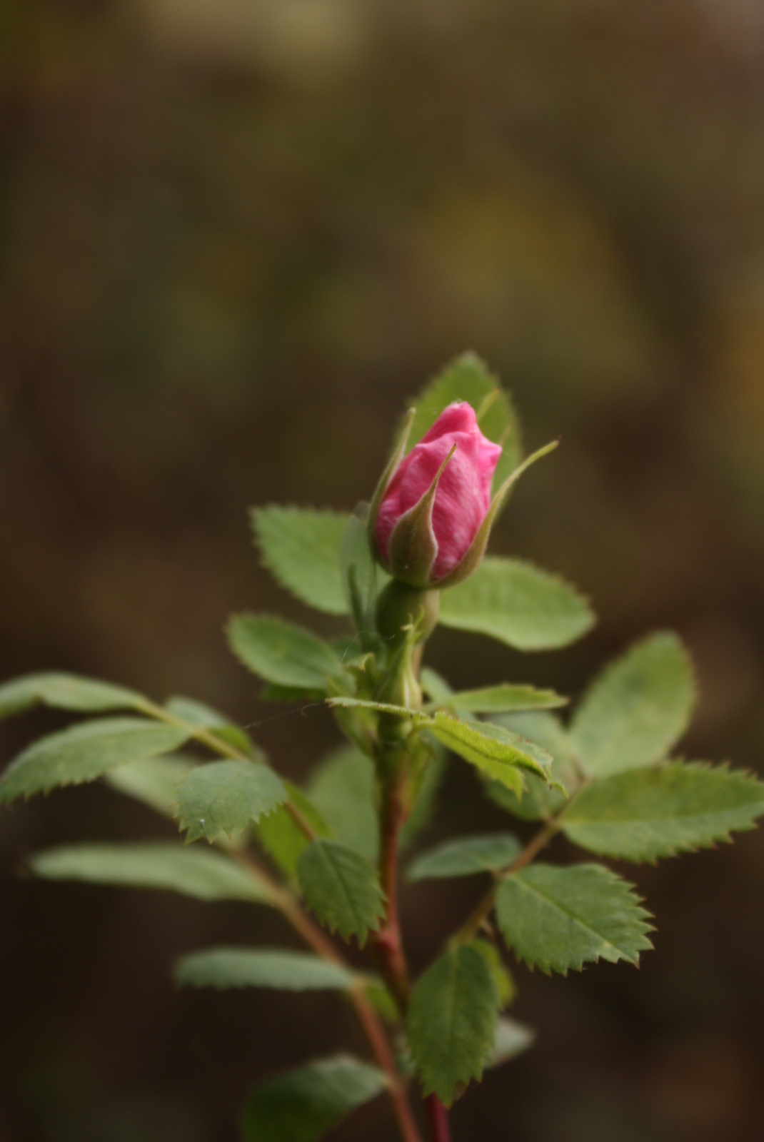  Wild rose 