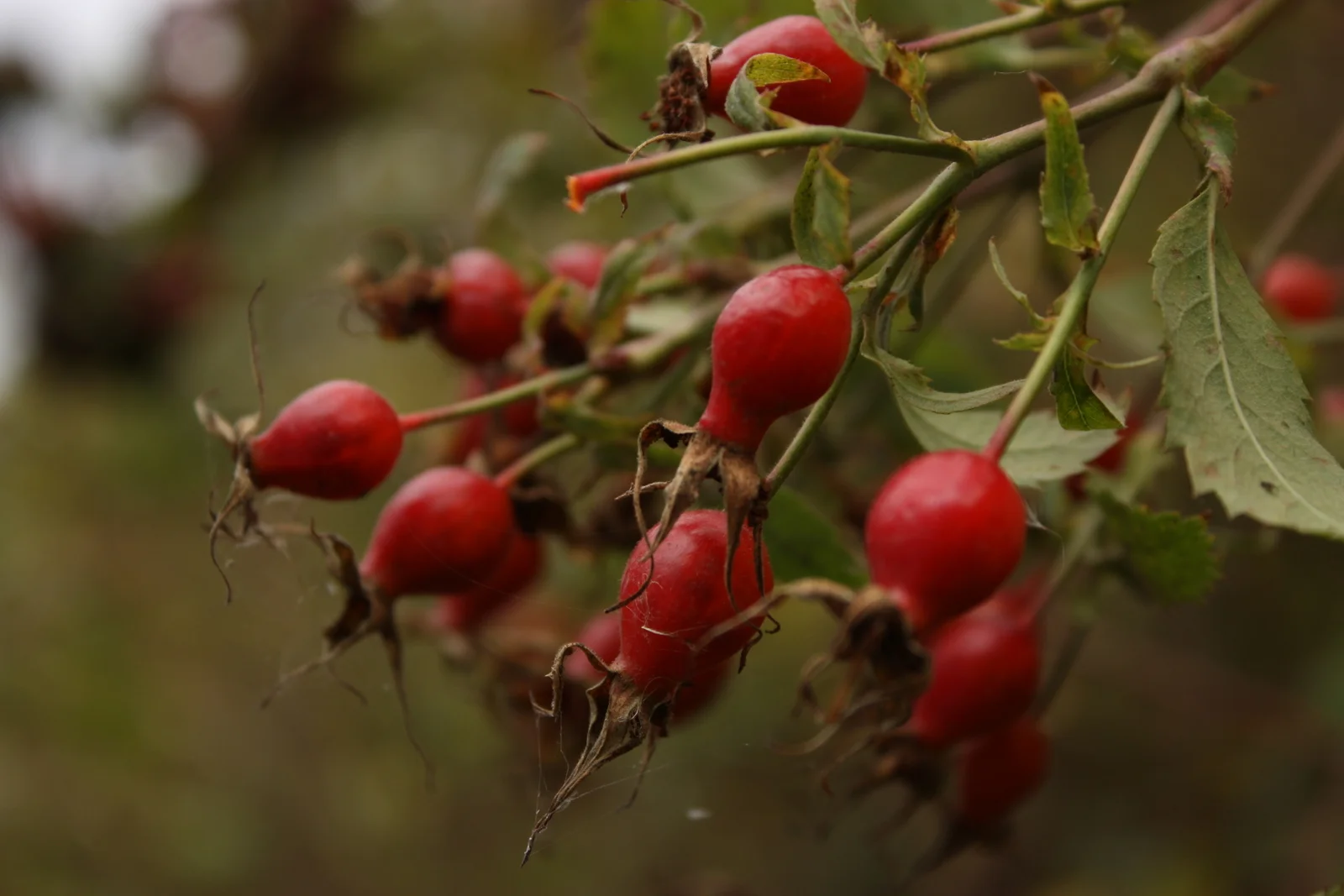  Rosehips 