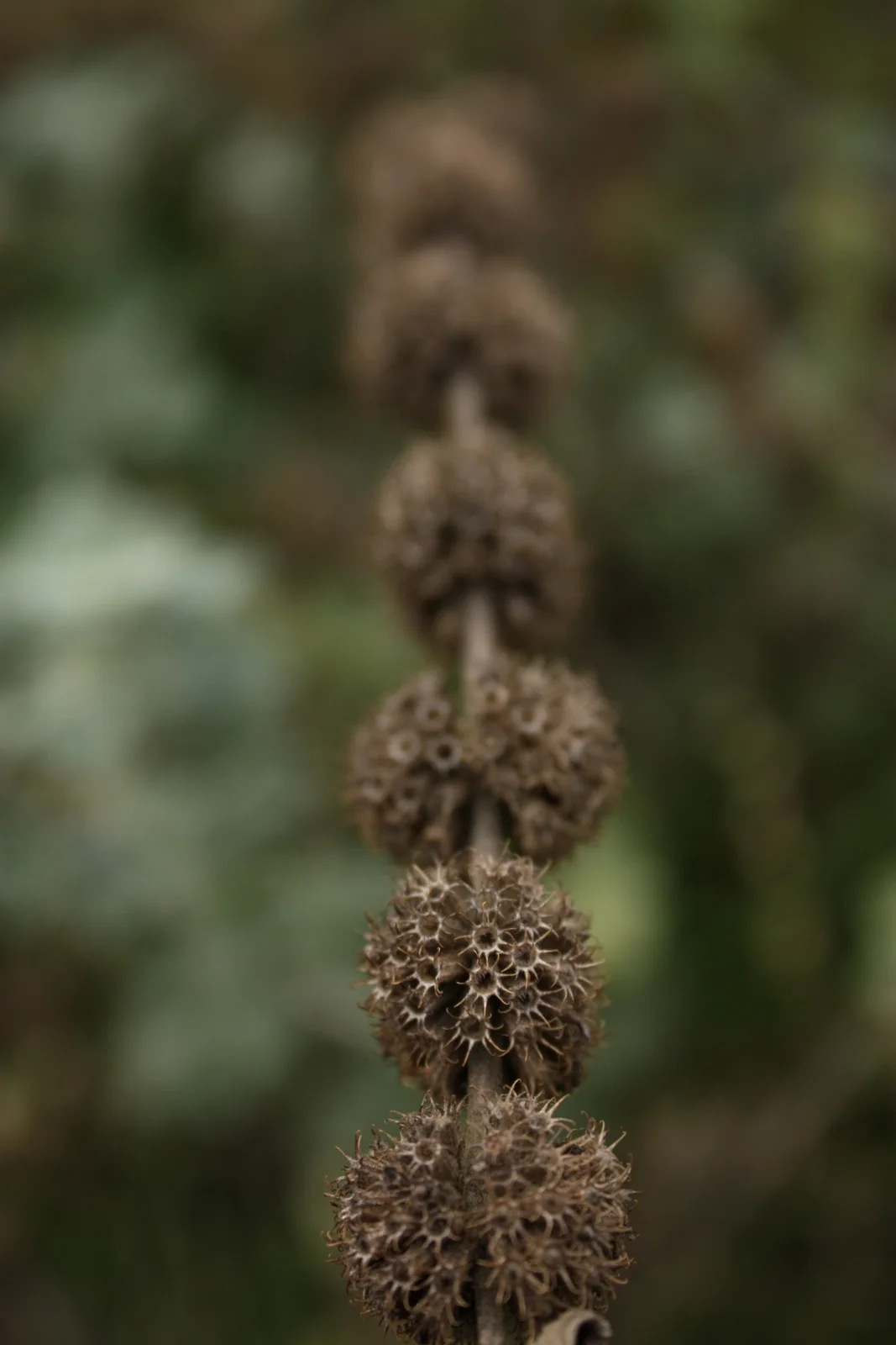 Mint perhaps-001.JPG