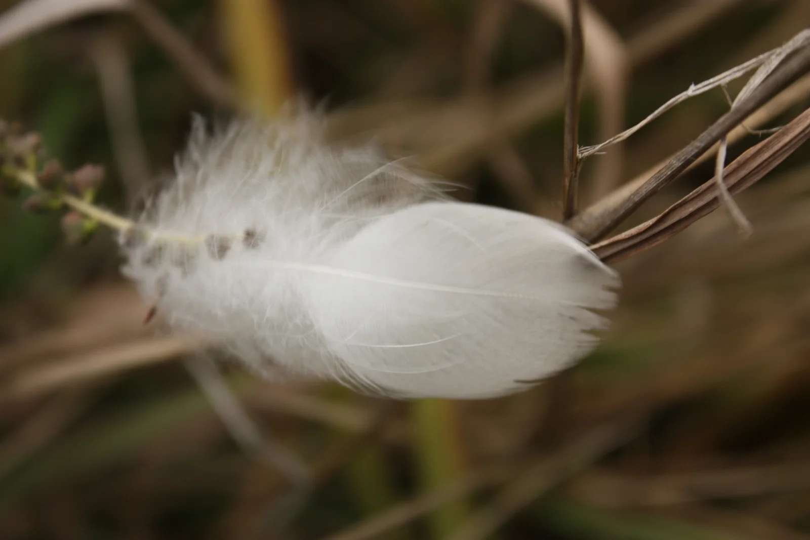 Feather.JPG