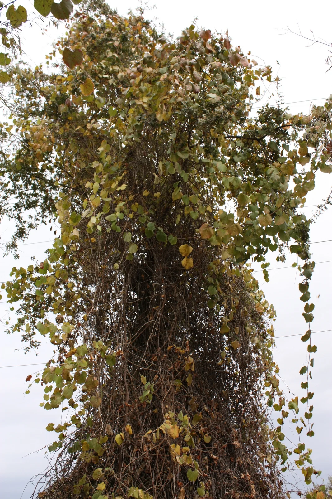  Saw more of the wild grape (I think) vines everywhere here 