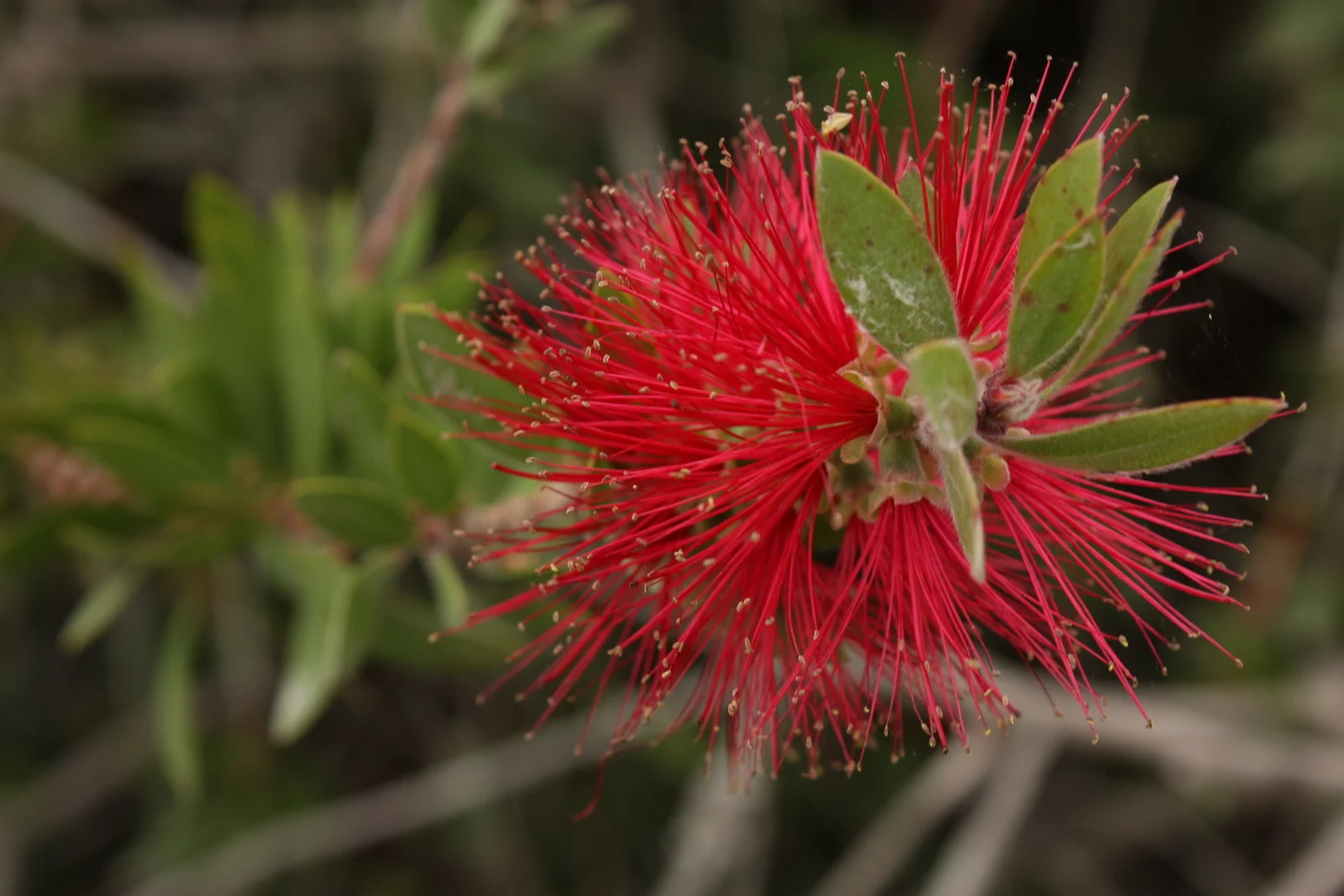  Bottlebrush (Callistemon) 