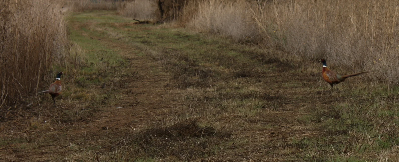  Ring-necked pheasants 