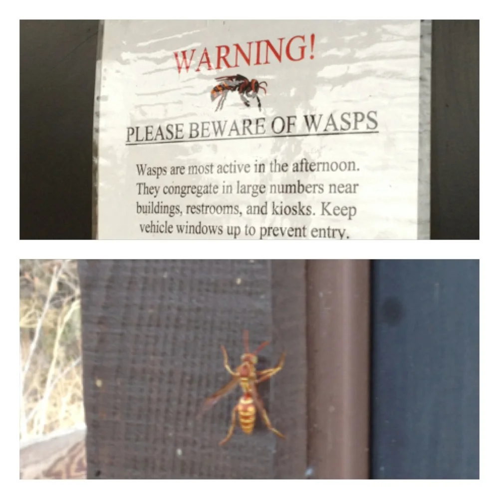  Wasps 