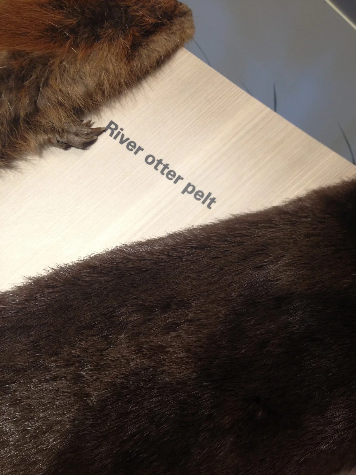 River otter pelt.JPG