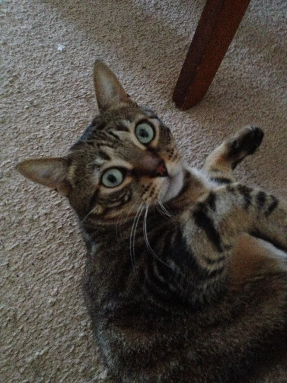  Meeting new cats at my friends' house. 