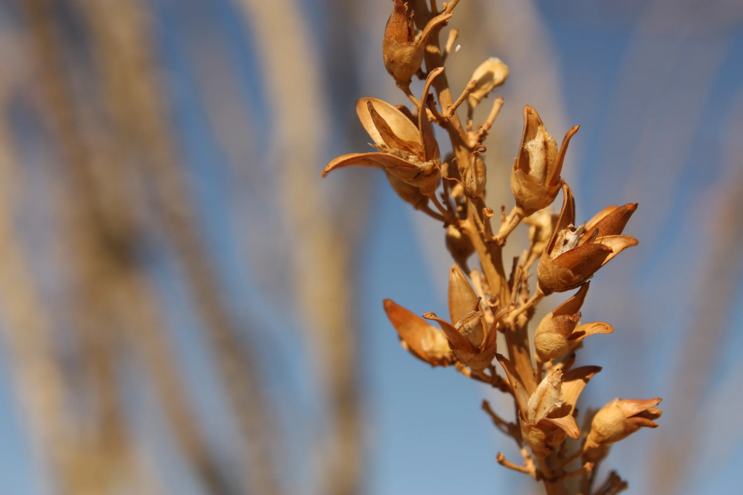  A brief stop in Joshua Tree 