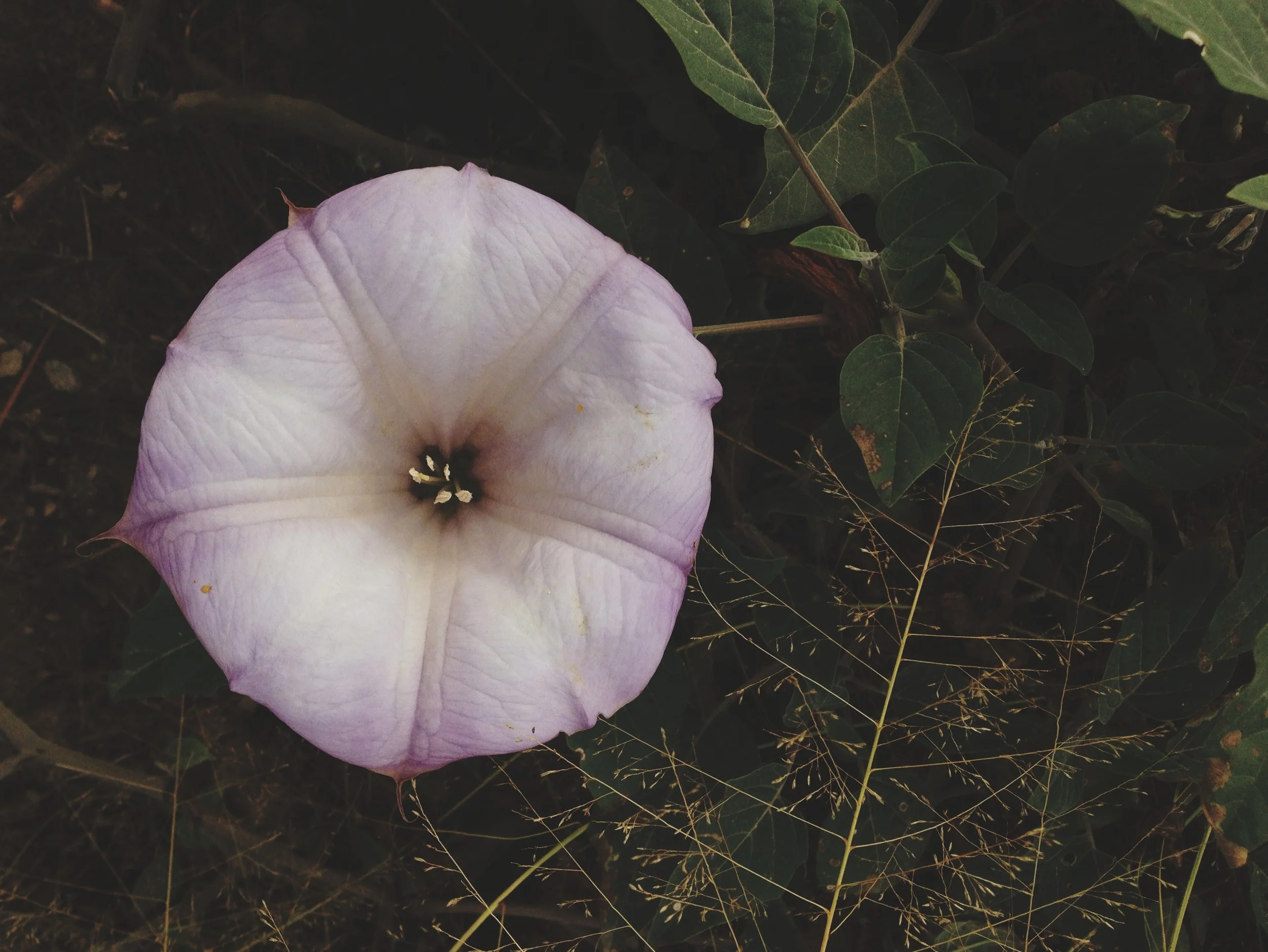  Not a lot of live fauna spotted, but did see some pretty flora. Desert morning glory 