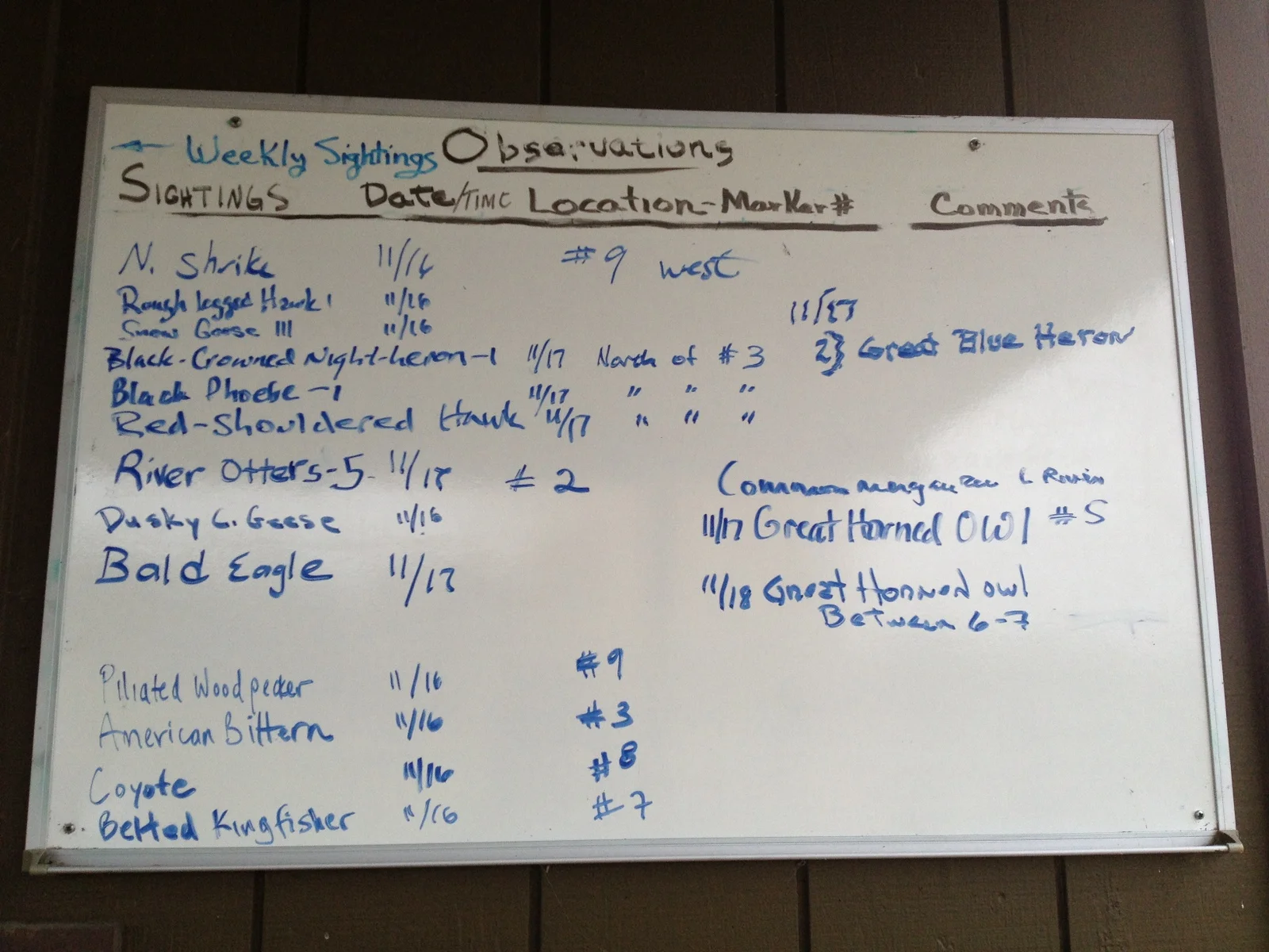 American wigeon-013.JPG