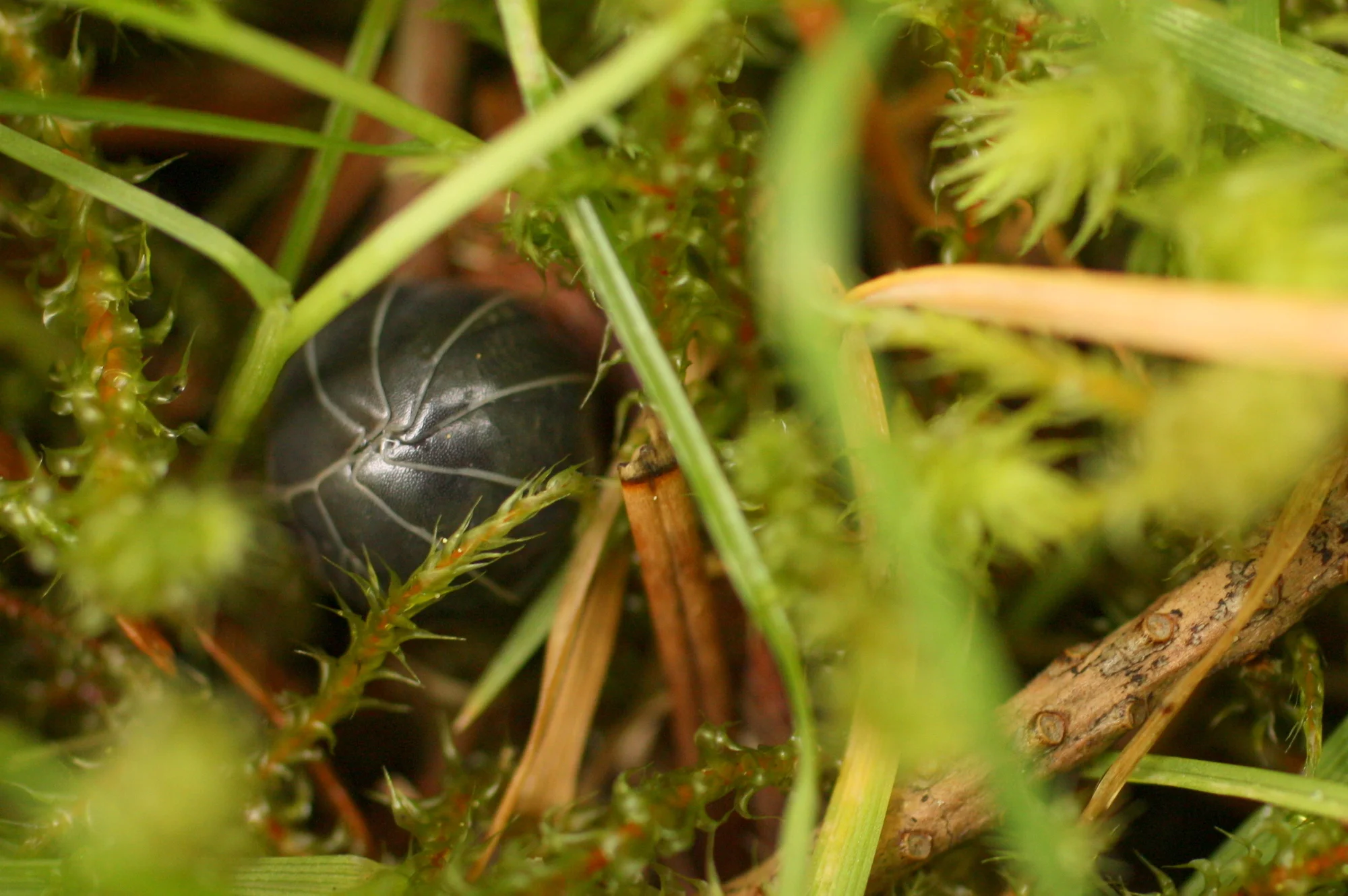  I disturbed a pill bug (Armadillidiidae) who promptly rolled himself into a ball. The Buster Bluth of the bug world. 