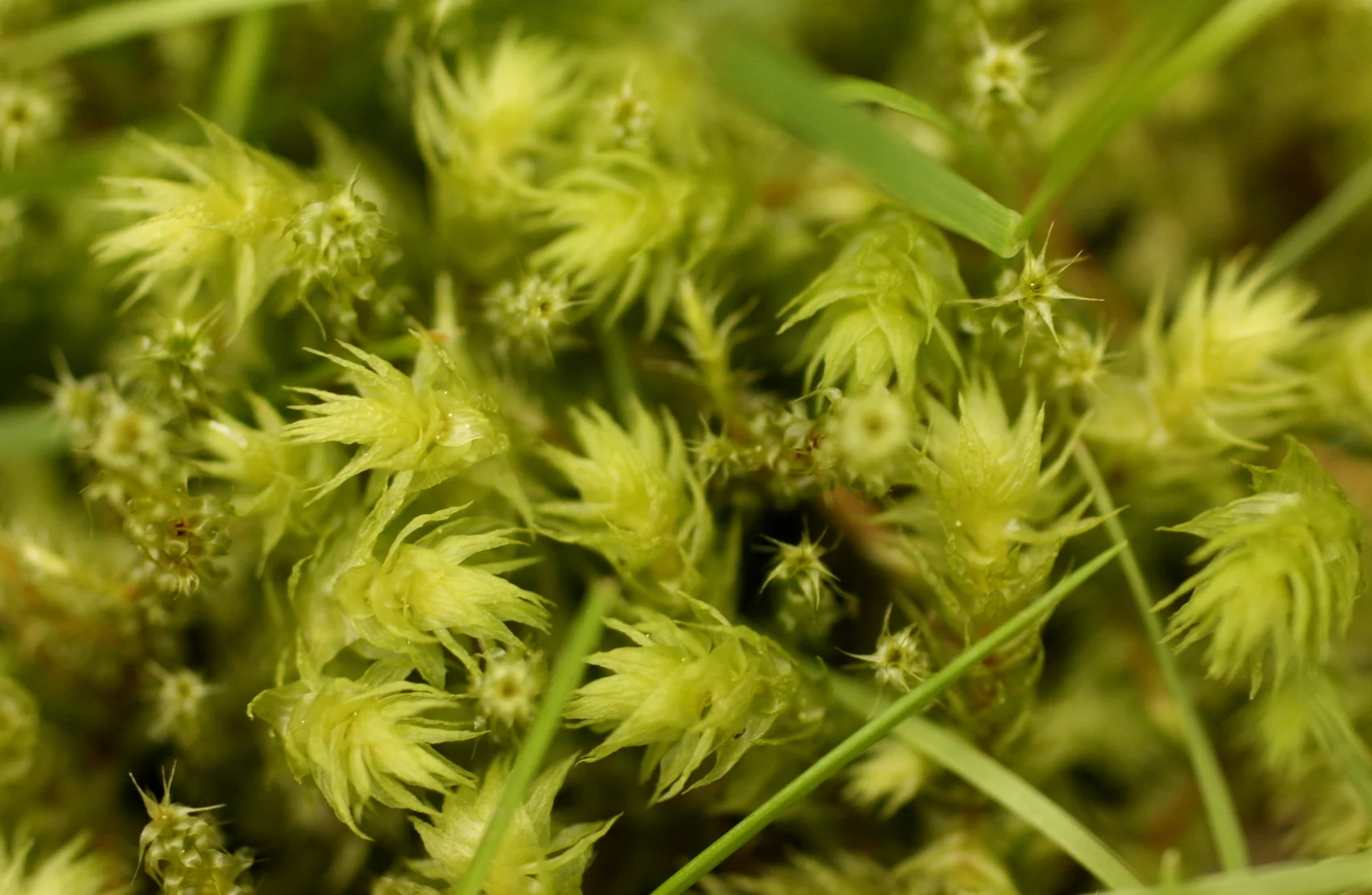  Moss does not often have the most interesting common names, but this one is making an effort. "Electrified Cat's Tail Moss" (Rhytidiadelphus triquetrus) 