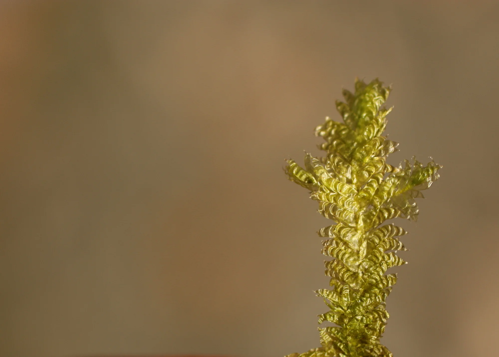  I forget what this one is, but we all agreed it's pretty. 