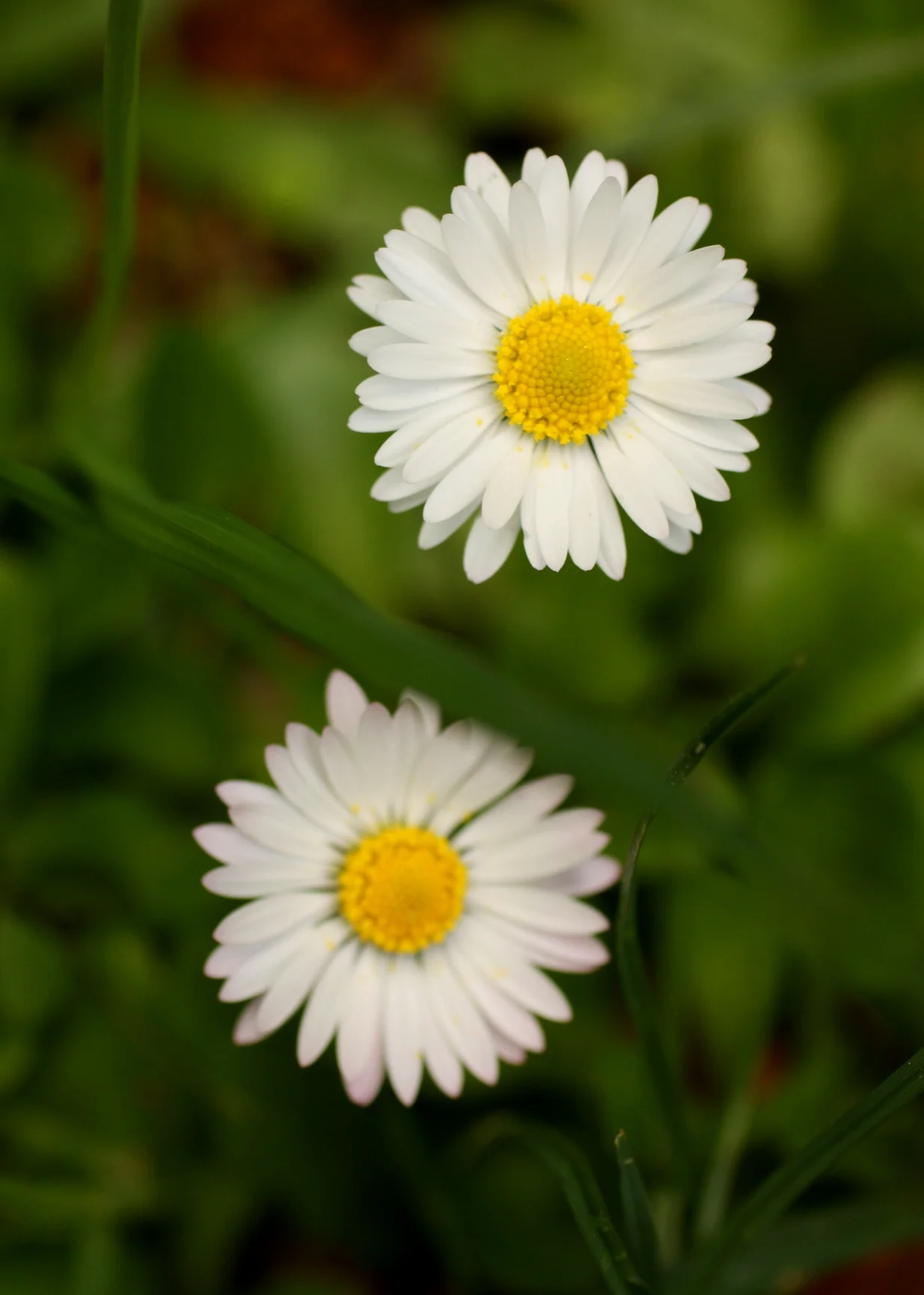 "Are you taking a picture of an English daisy?" another person on the tour asked, momentarily incredulous that I would bother with something so common. I said, "Yes, they are pretty," and she conceded that they are, despite their ubiquity. 