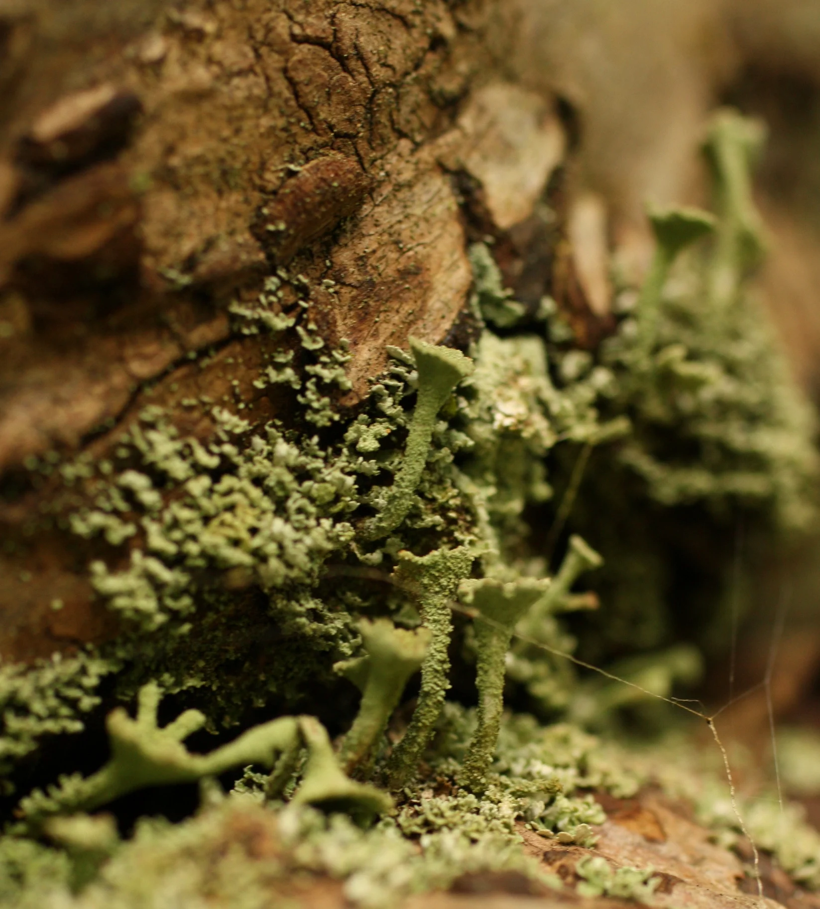  Lichens - not part of this class. 