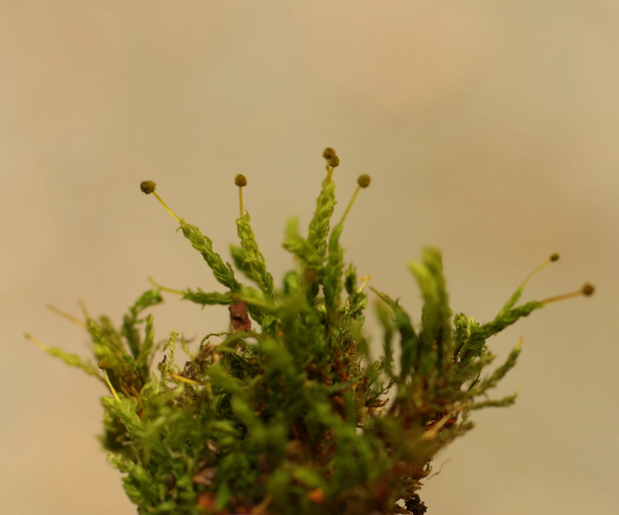  Lover’s moss (Aulacomnium androgynum) 