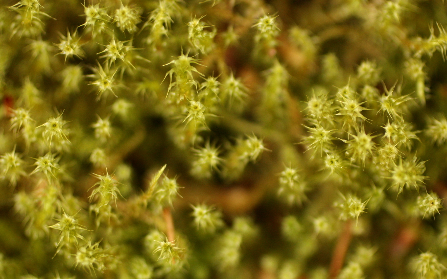  Another kind of Rhytidiadelphus 